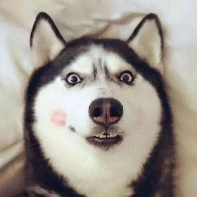 夜空中最二的狗