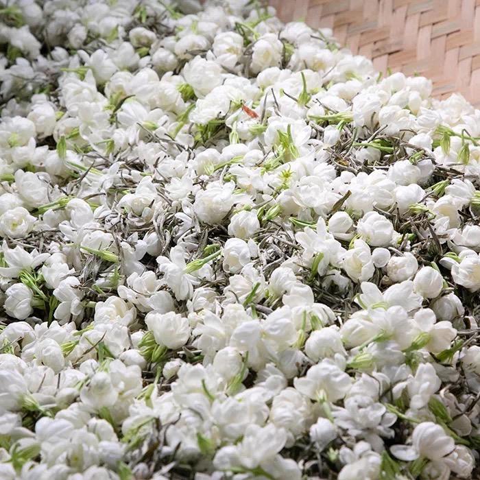 日月昇茉莉花茶