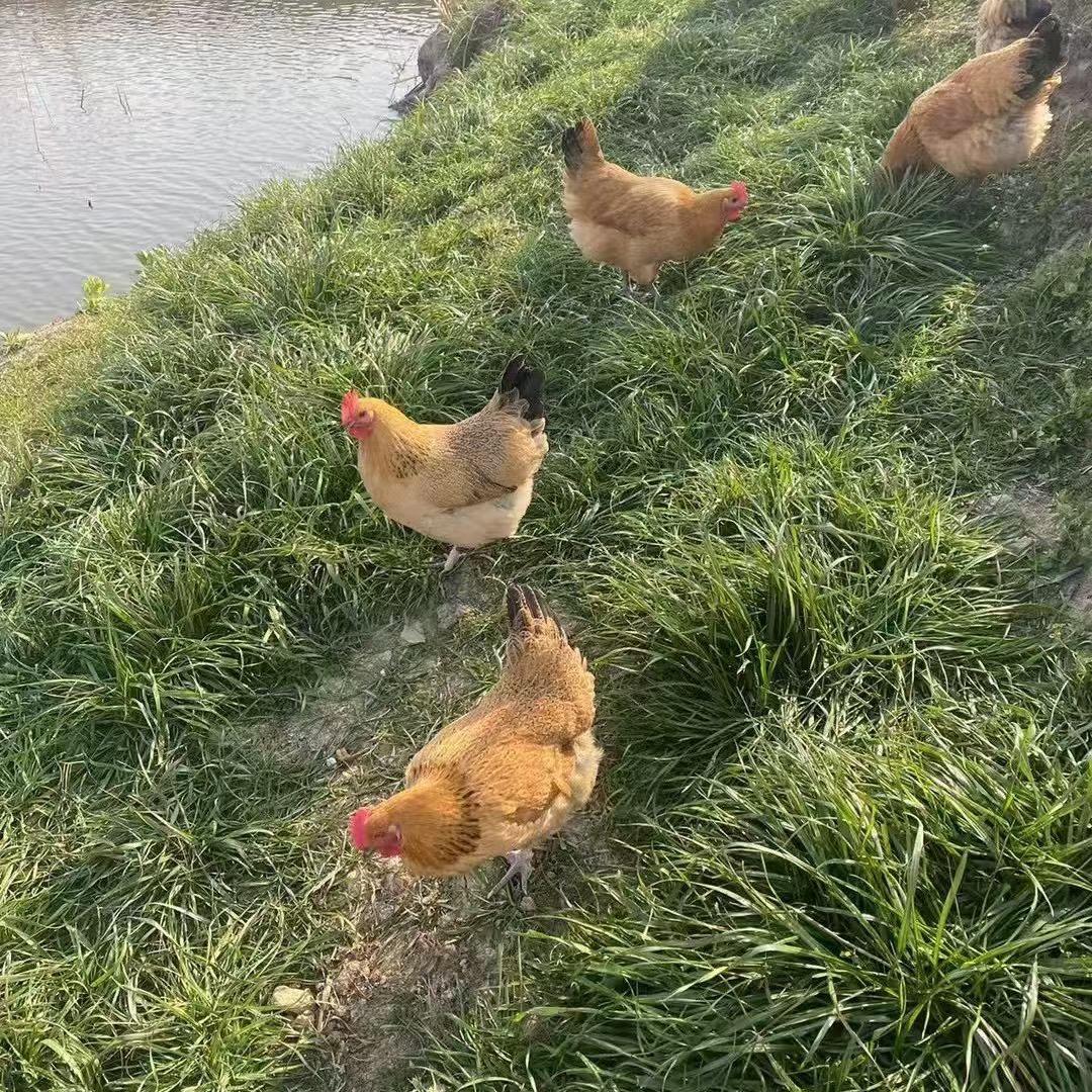 七亩田（苏北农村土特产）