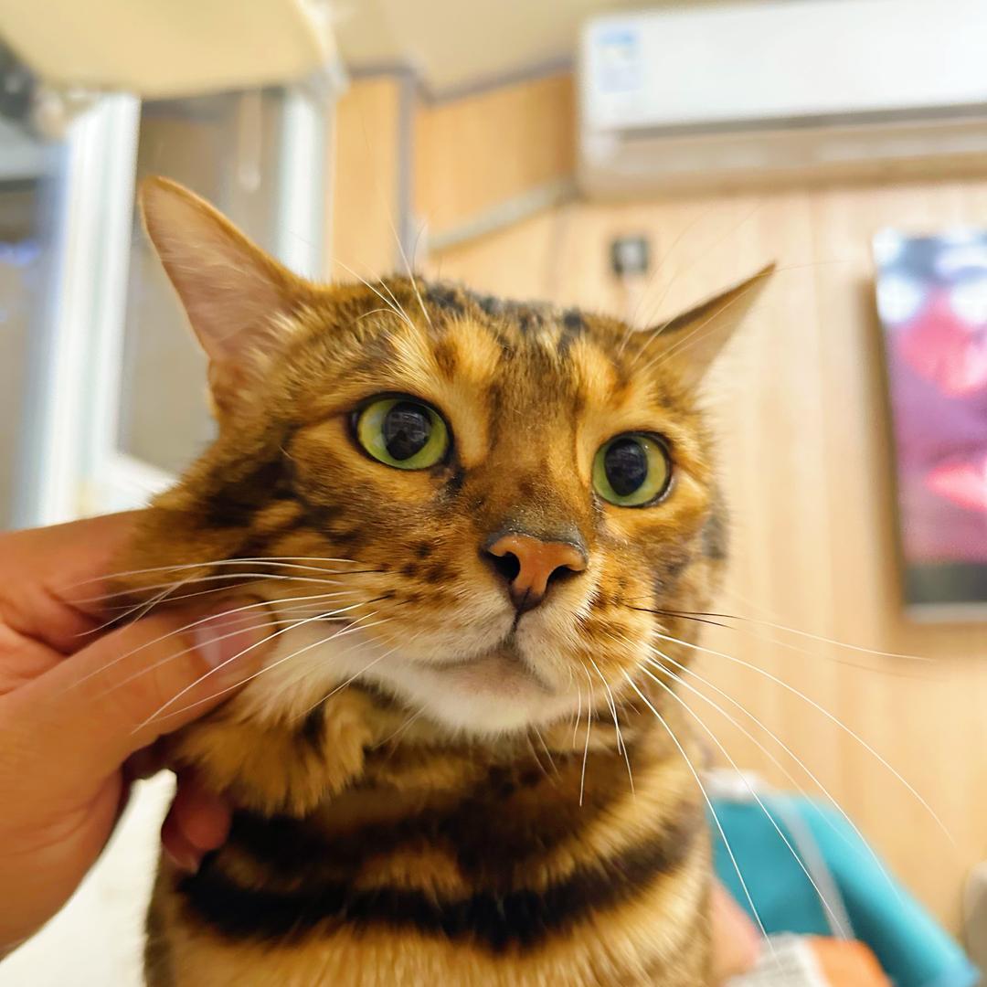 马小谁的猫猫猫