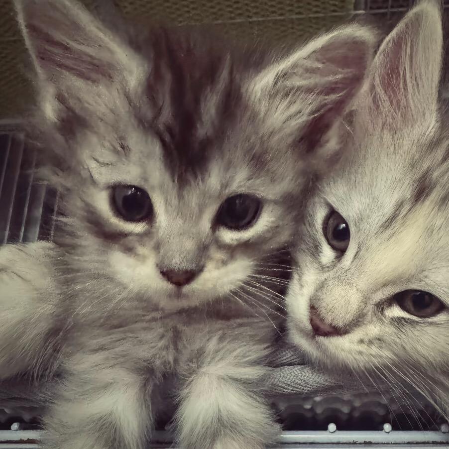 数理化你活着干啥