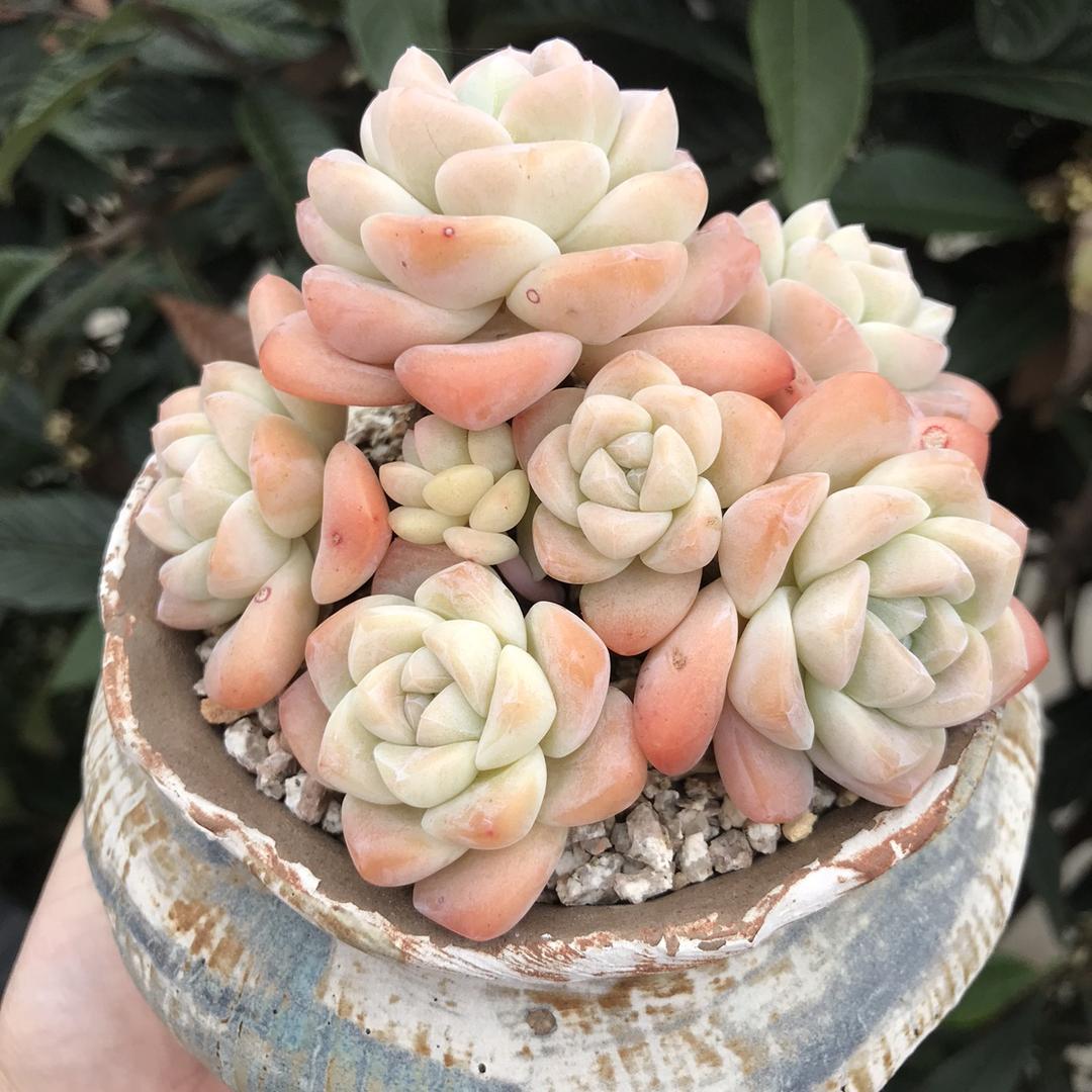 悠然®