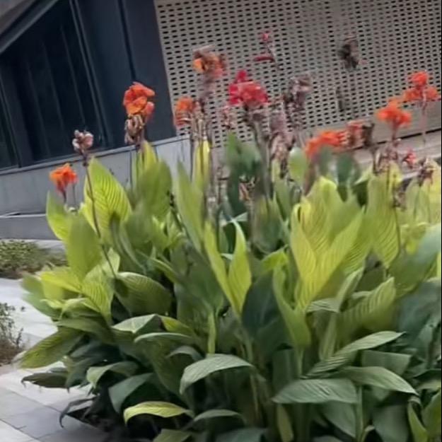 小玉儿