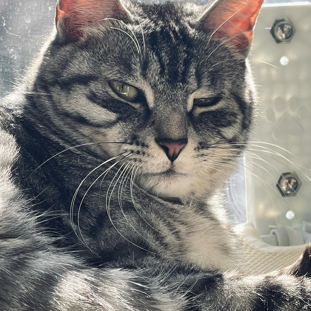 三只猪小咪✨