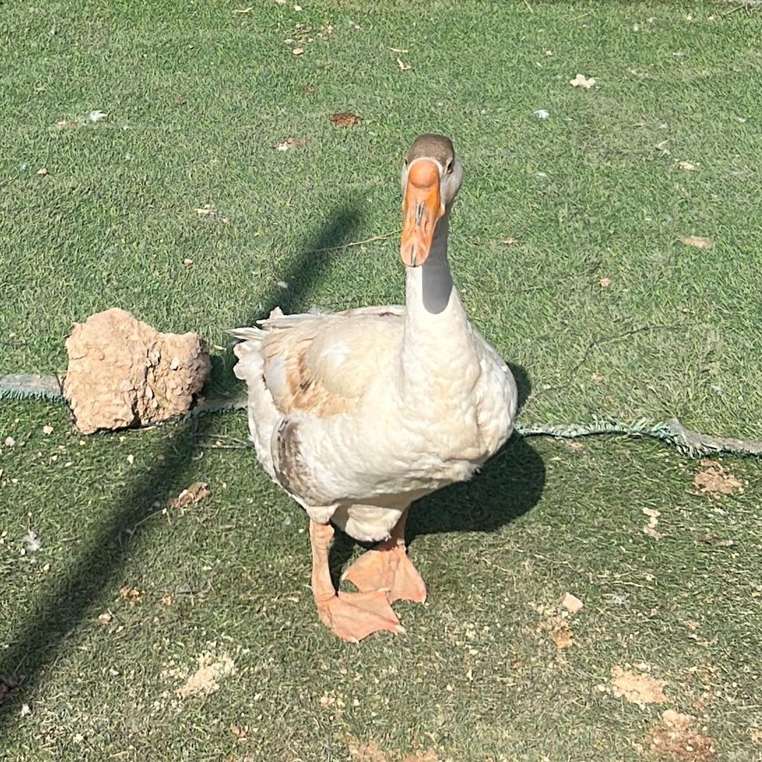爱摸鱼の小牛马