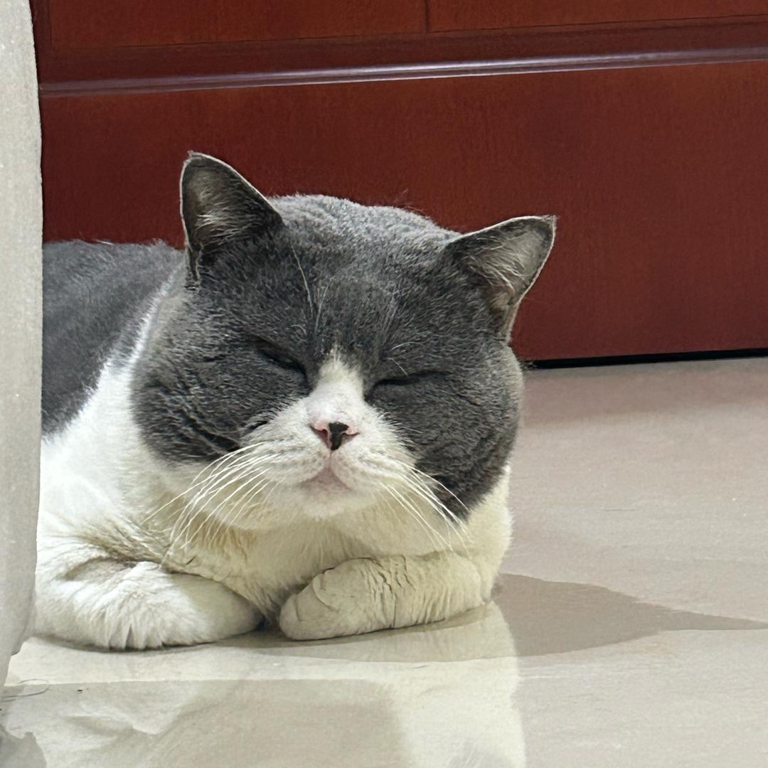 我爱吃柠檬
