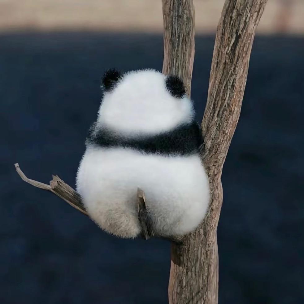 莎莎莎.🐇