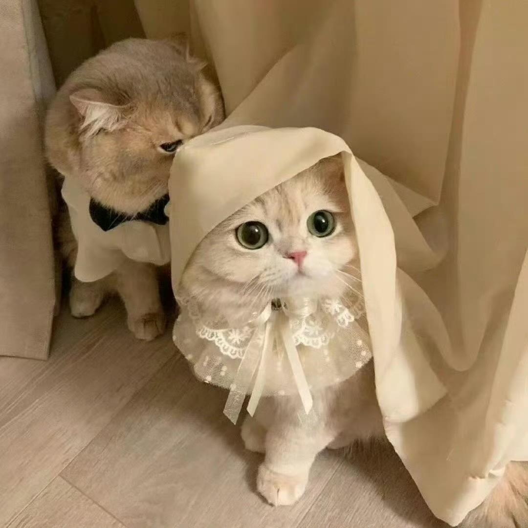 诉恍