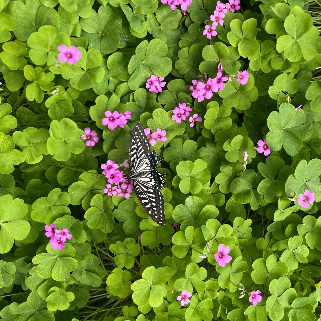就喜欢嗑瓜子👍