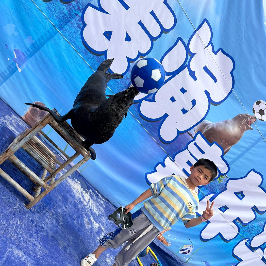 海洋馆🦭海狮表演