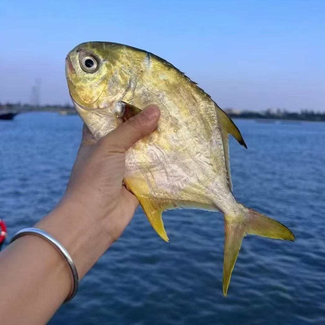 湛江海鲜d维维🐟