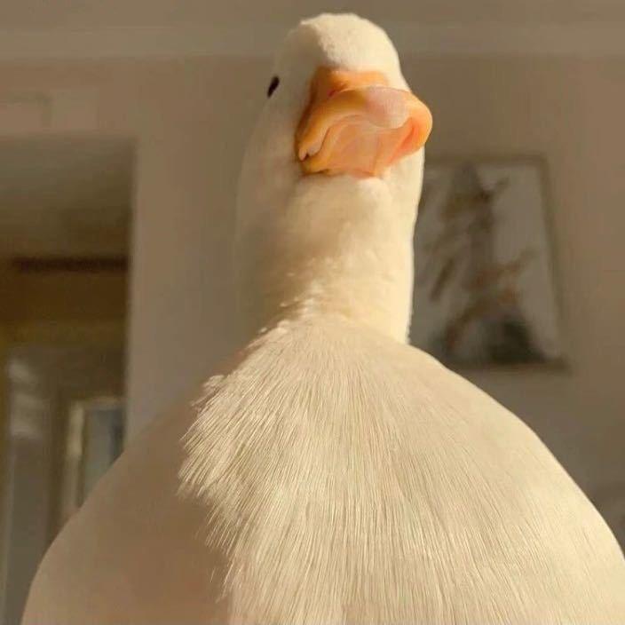 LKPK