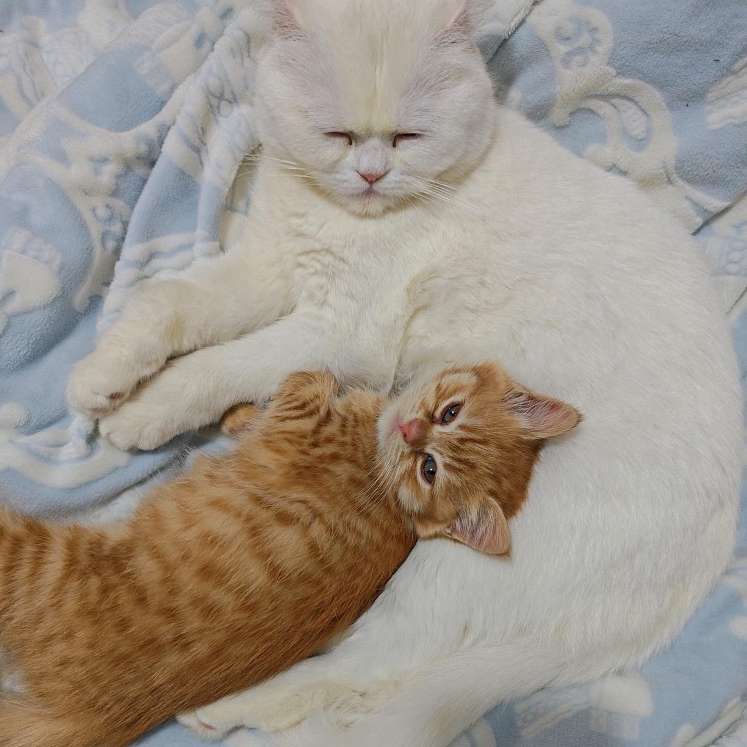 小懒猫圆圆