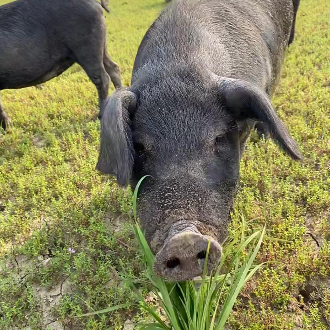 李老憨家的土味