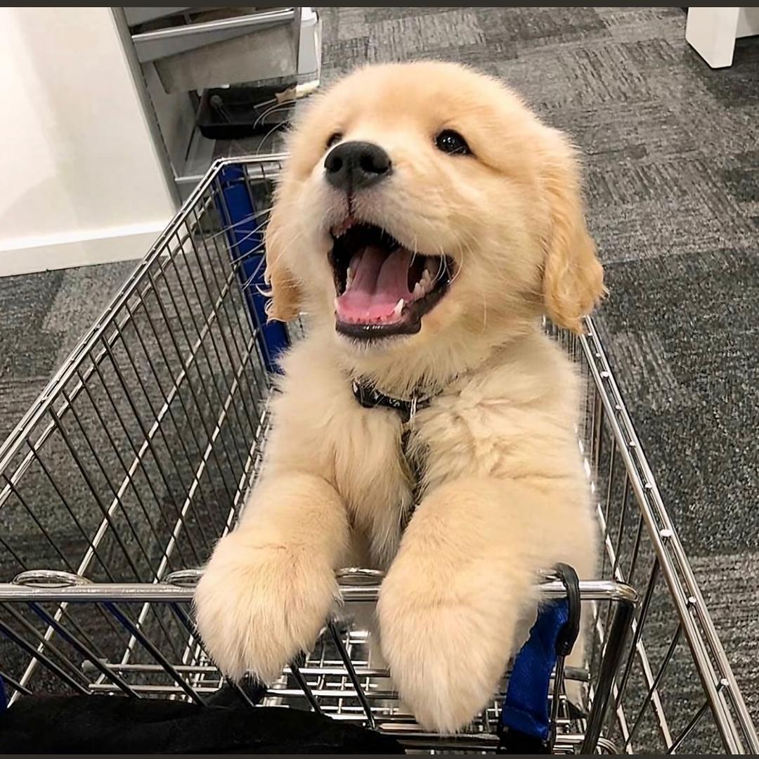大头狗🐶