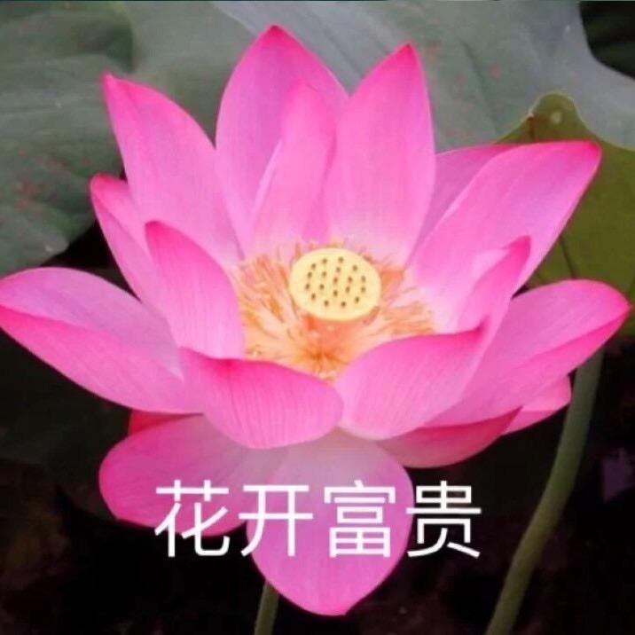 手撕不吃香菜