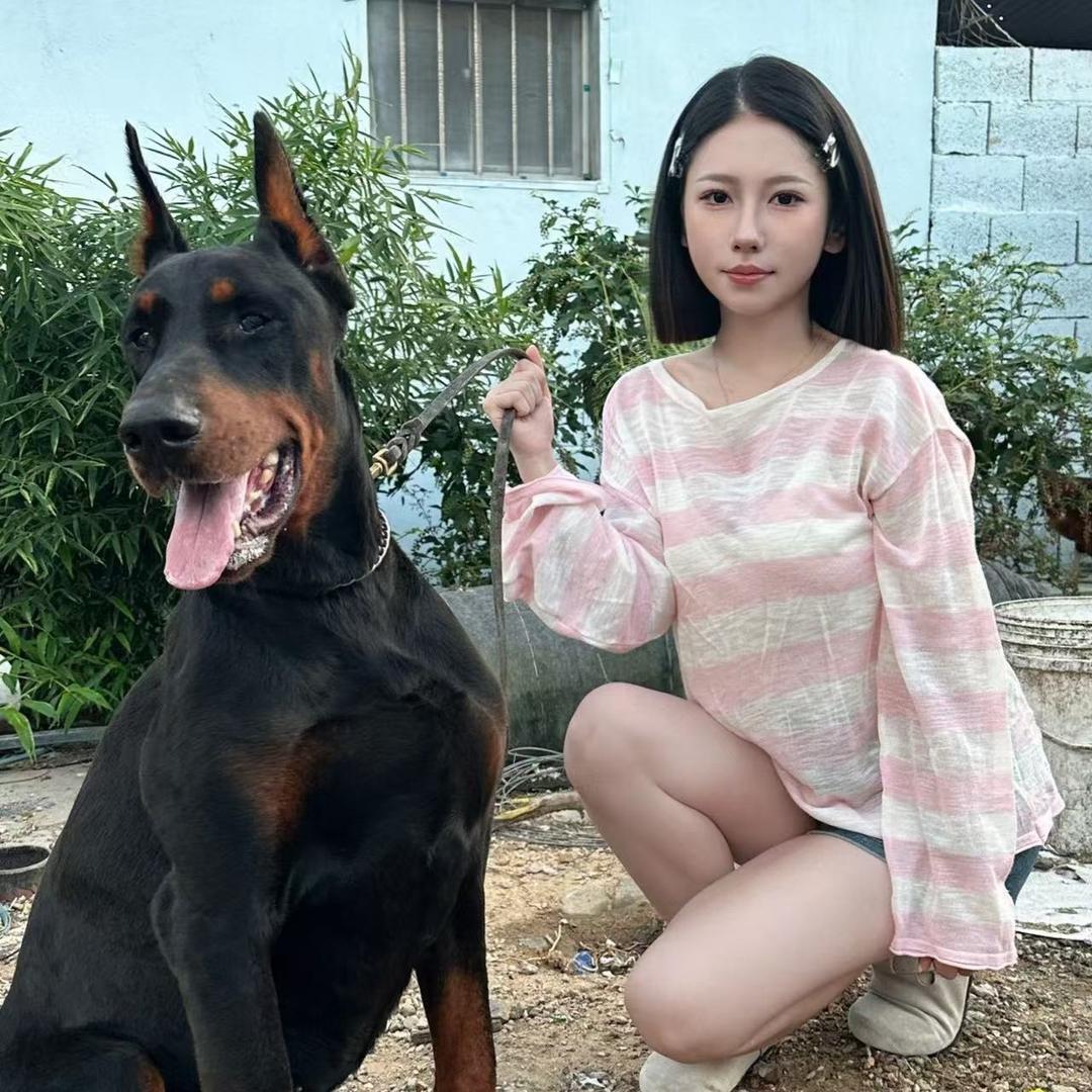 世嘉杜宾（CKU诚恒世嘉犬舍）