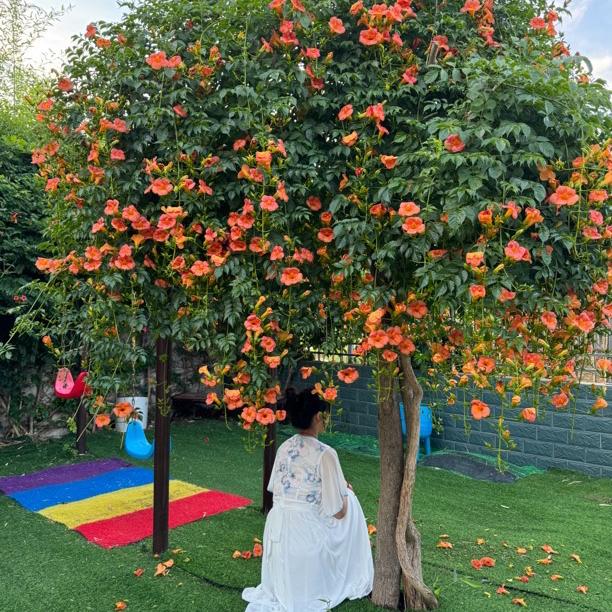 凌霄阁精品苗木