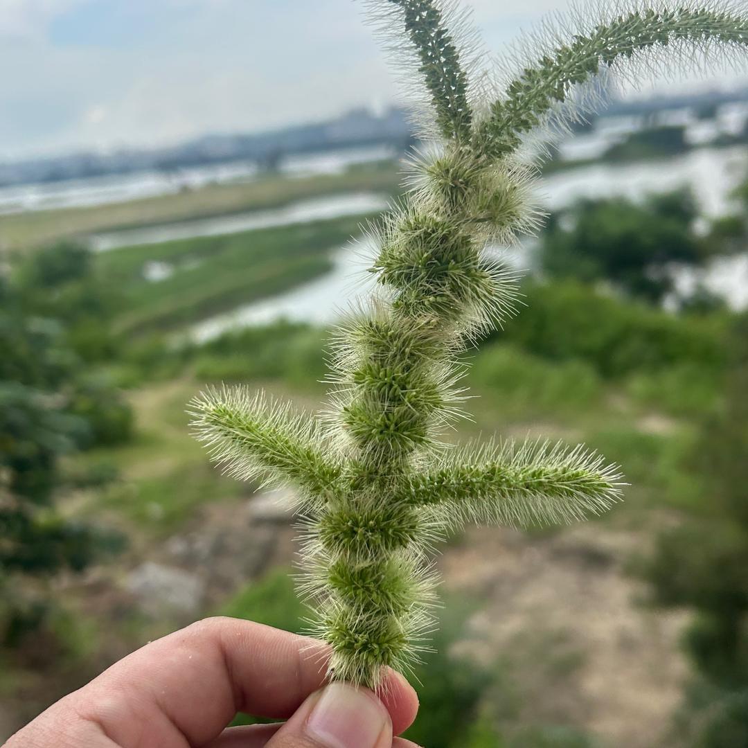 小哈佛儿童故事