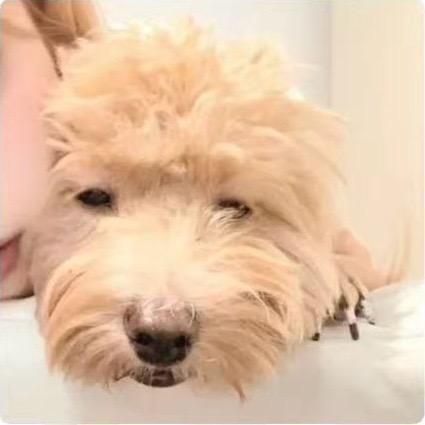 小清