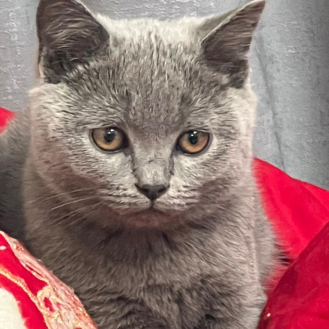 小樊
