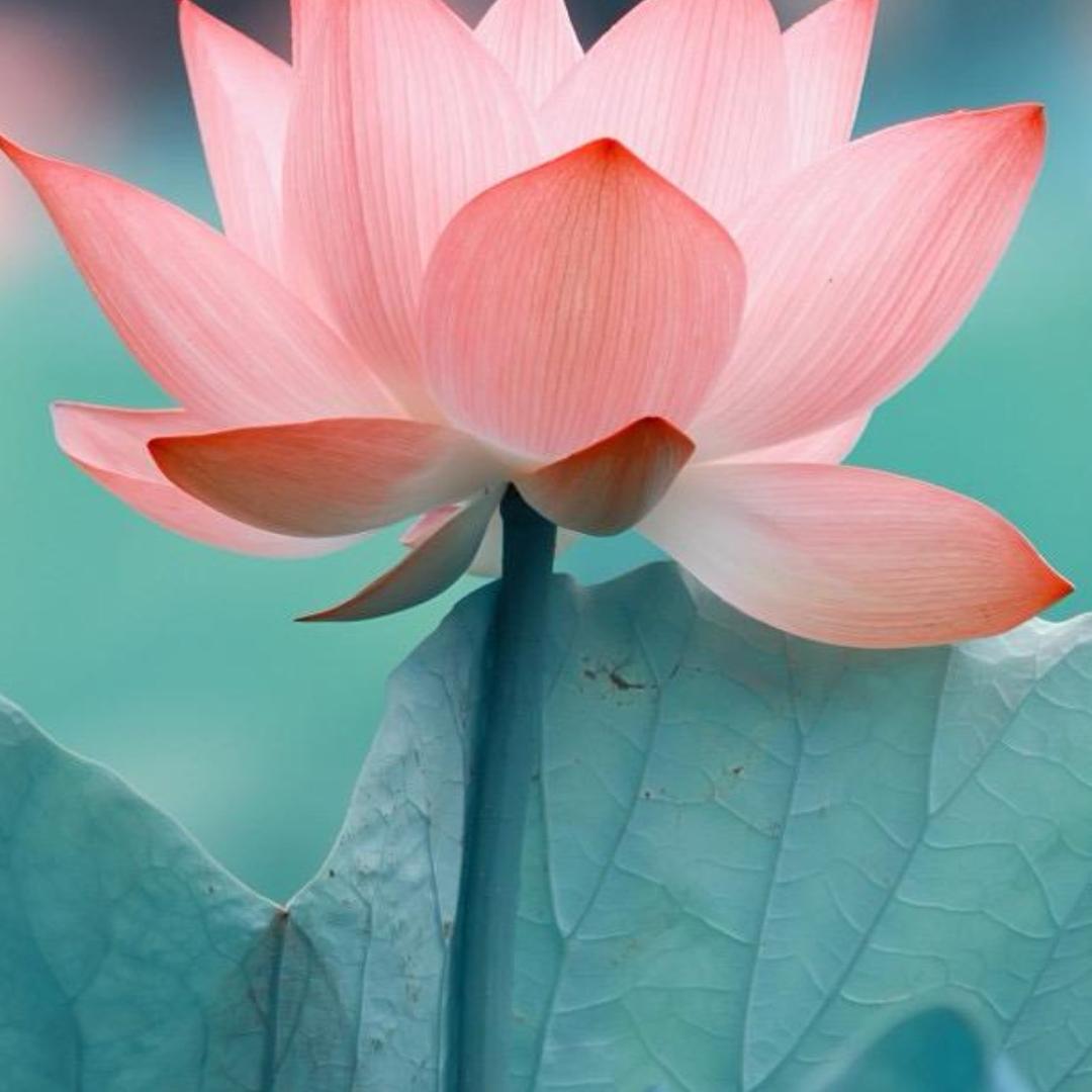 花开富贵1234🌸