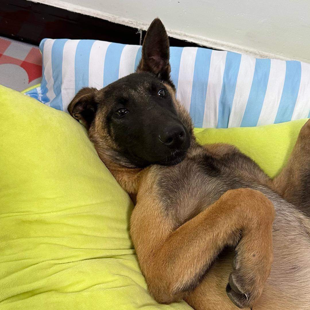 星际精灵蓝多多