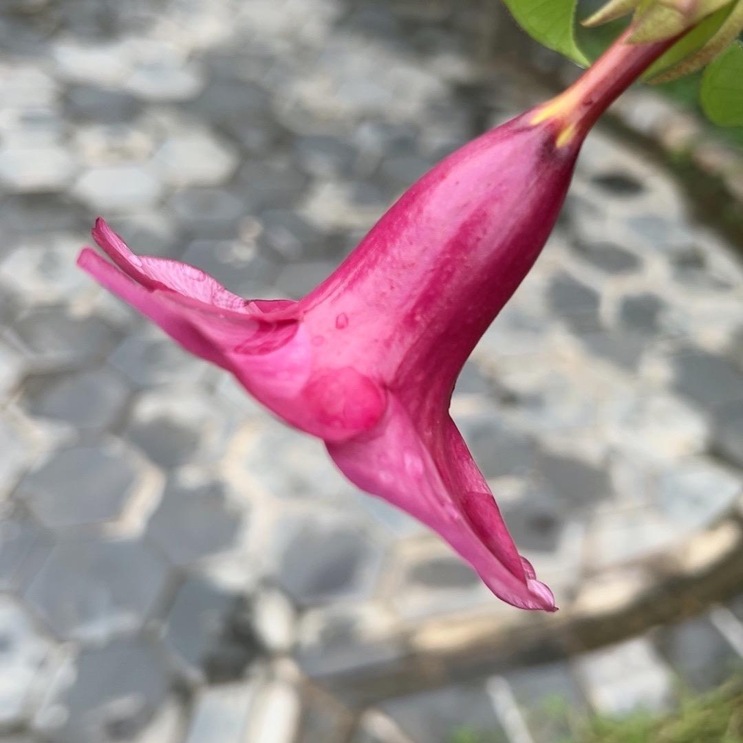鑫鑫（妈妈）