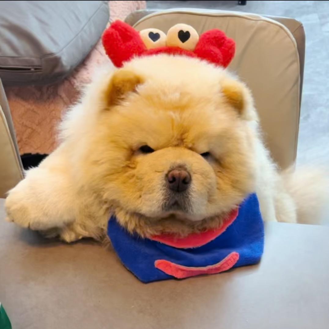 松狮伊万