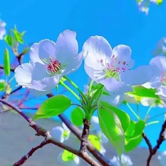 玖月