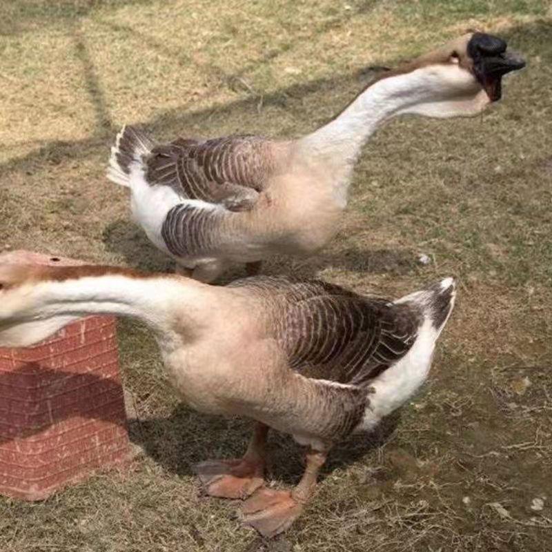 广汕狮头鹅养殖基地