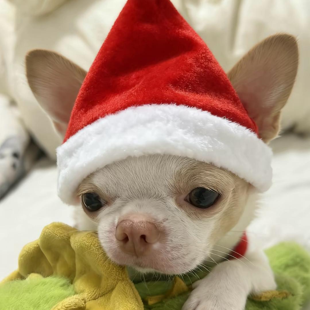 ya🐾