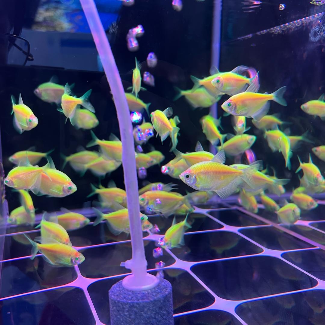 臻悦老北京艾草足贴