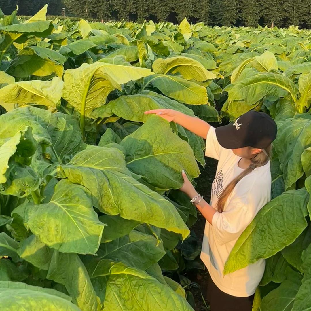 烤烟种植-李老师