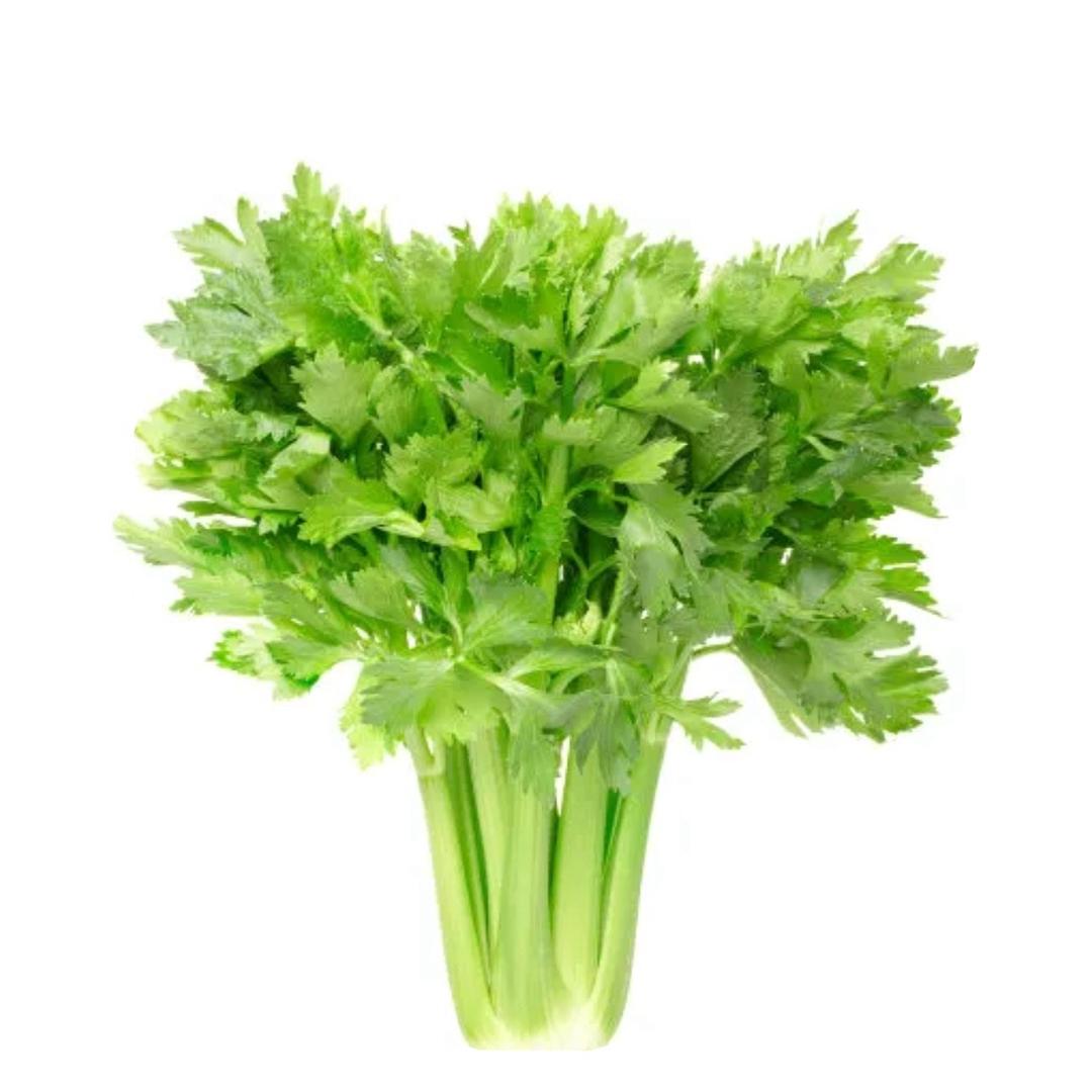 芹菜菜菜菜🥦