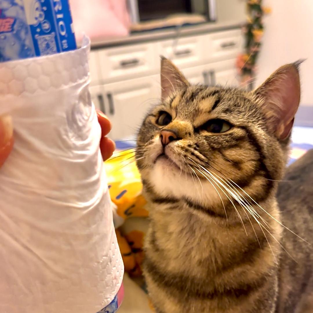 西伯利亚大野猪🐗