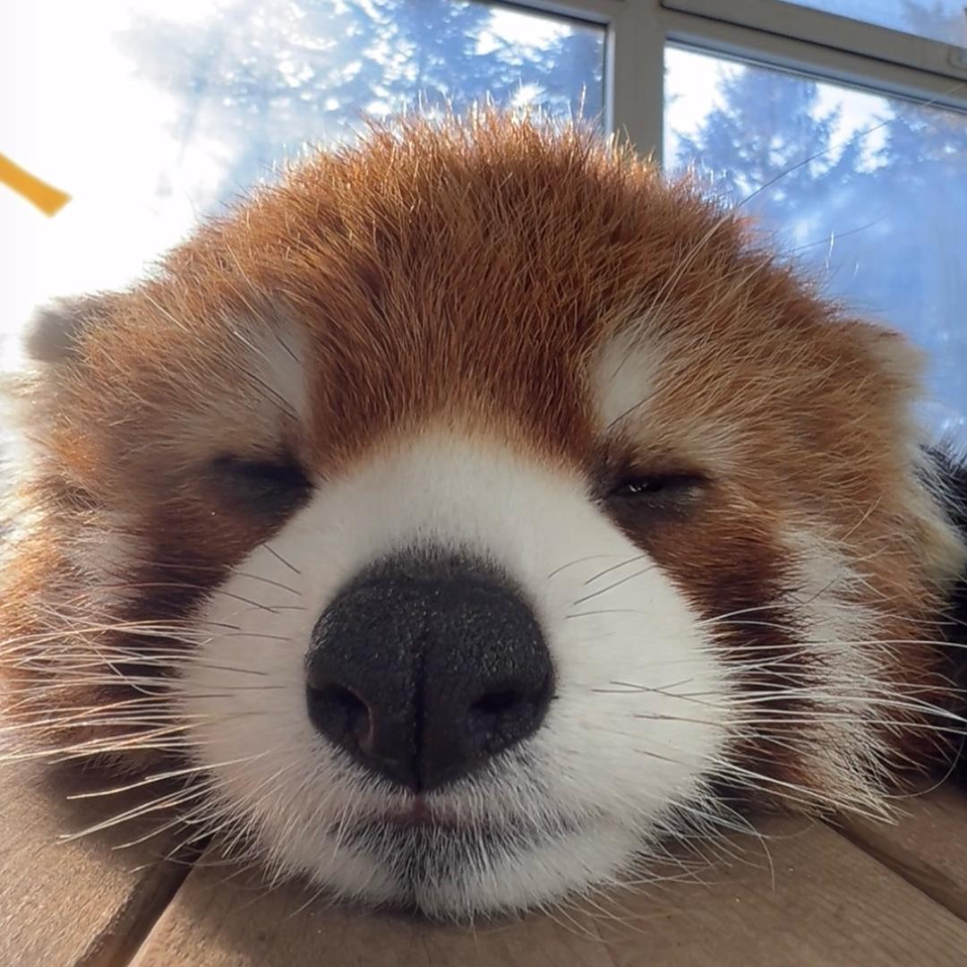 半只西瓜