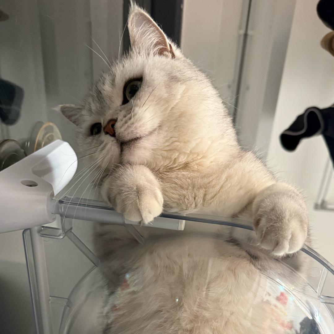 金闪闪✨