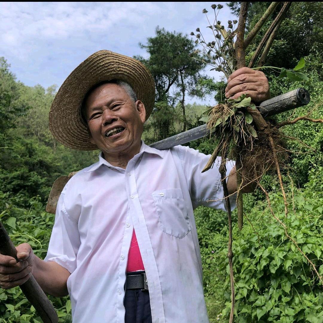 杨老头山草化石方