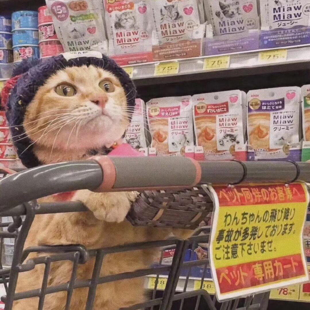 破猫
