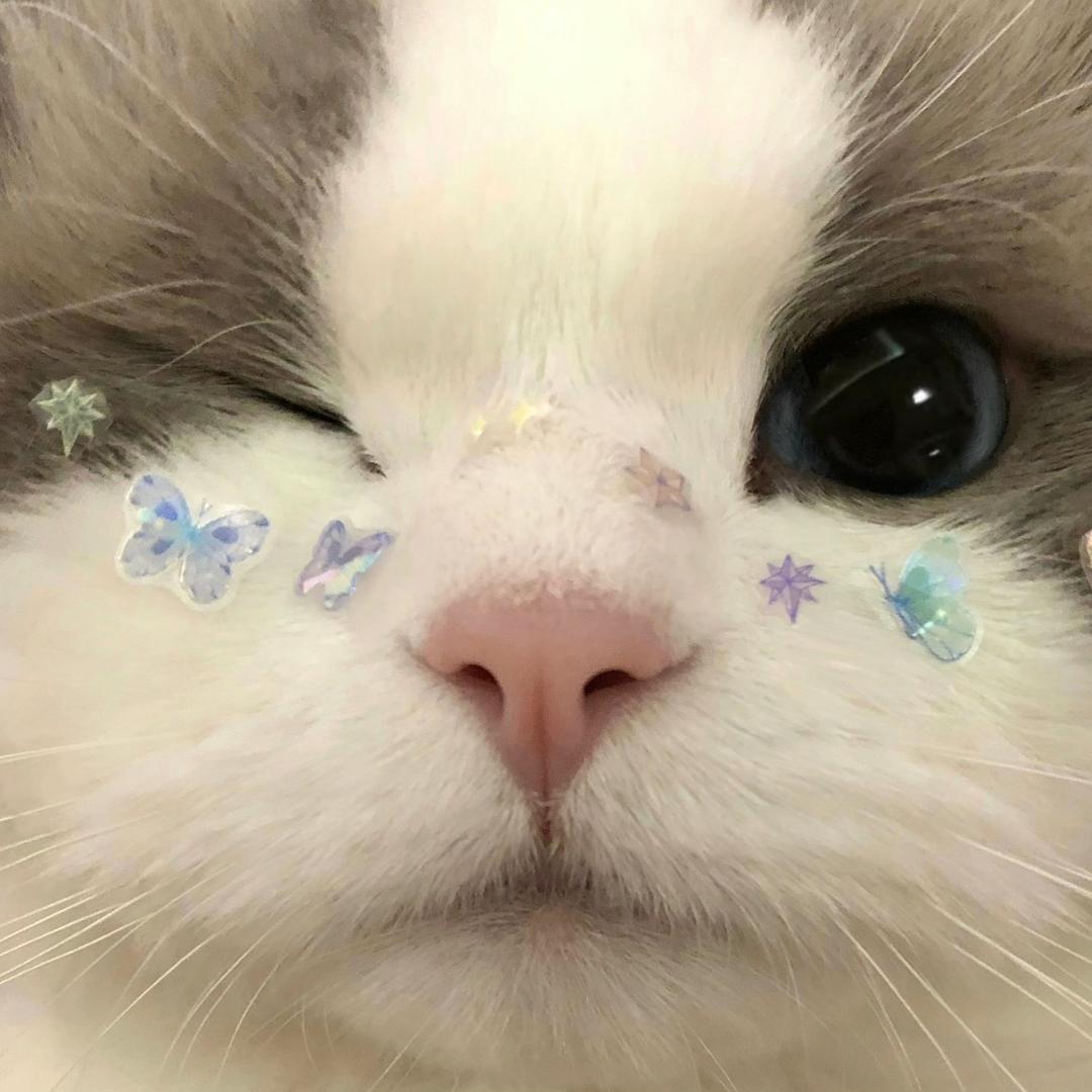 和胡萝卜说打咩