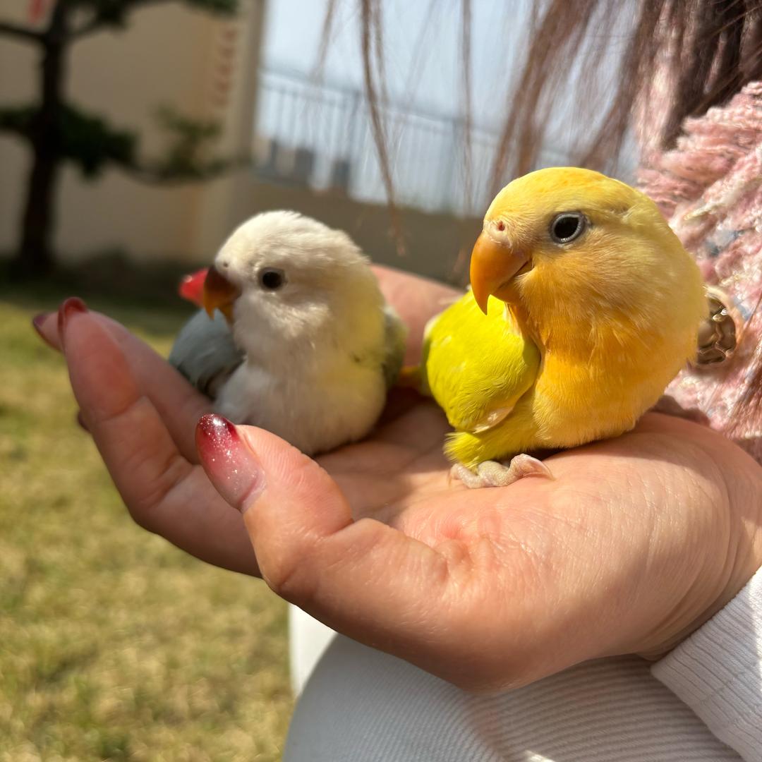 小颖