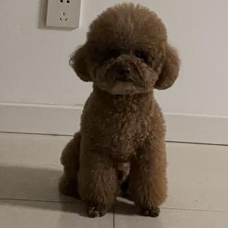 快乐一生🍭3.0 木