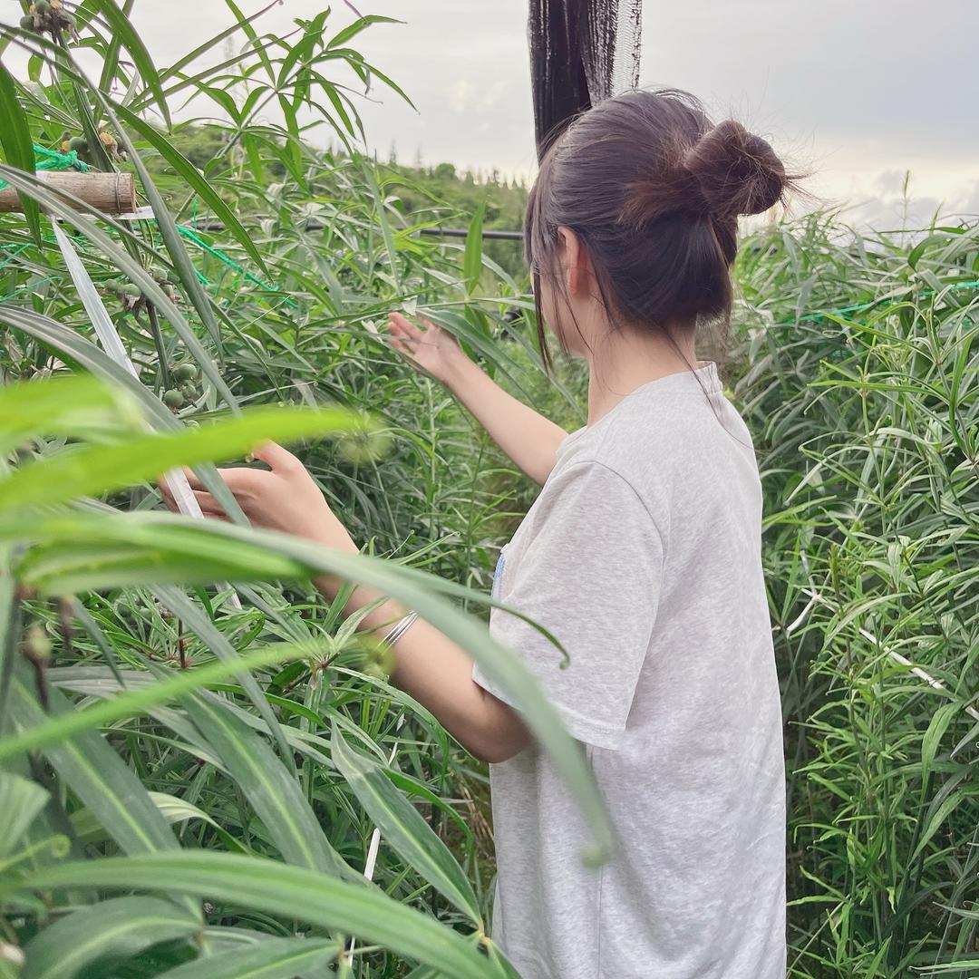 🌱种黄精得黄金