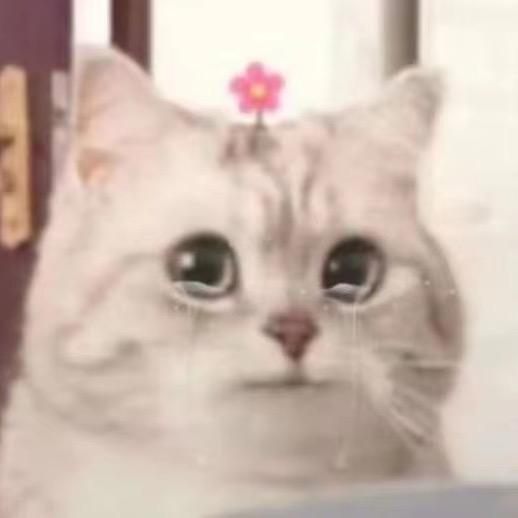 高新黑马房多多