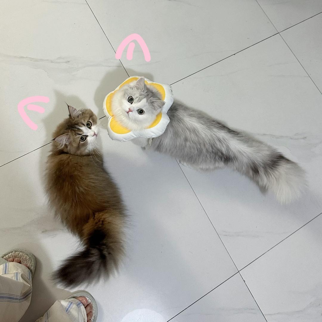 葡提小咪