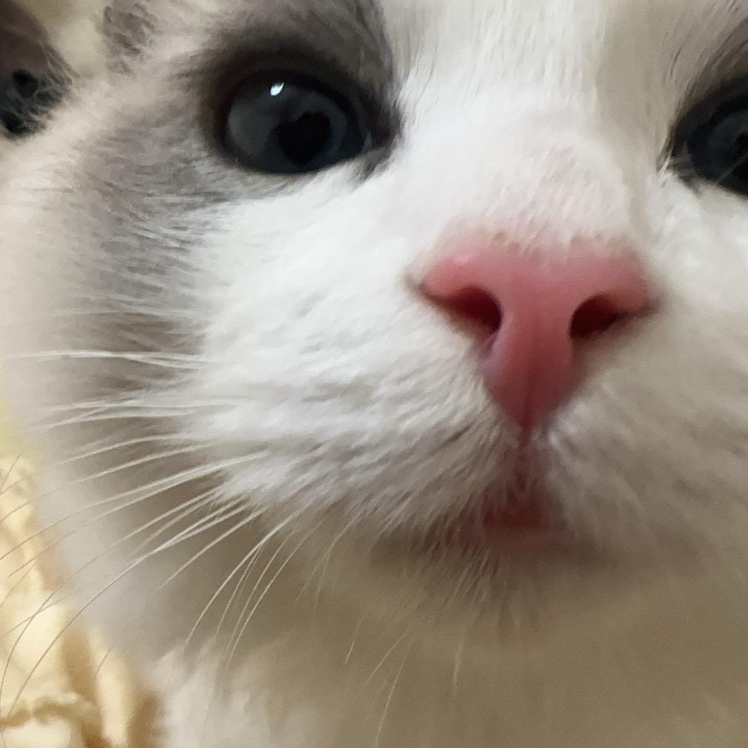 槐江