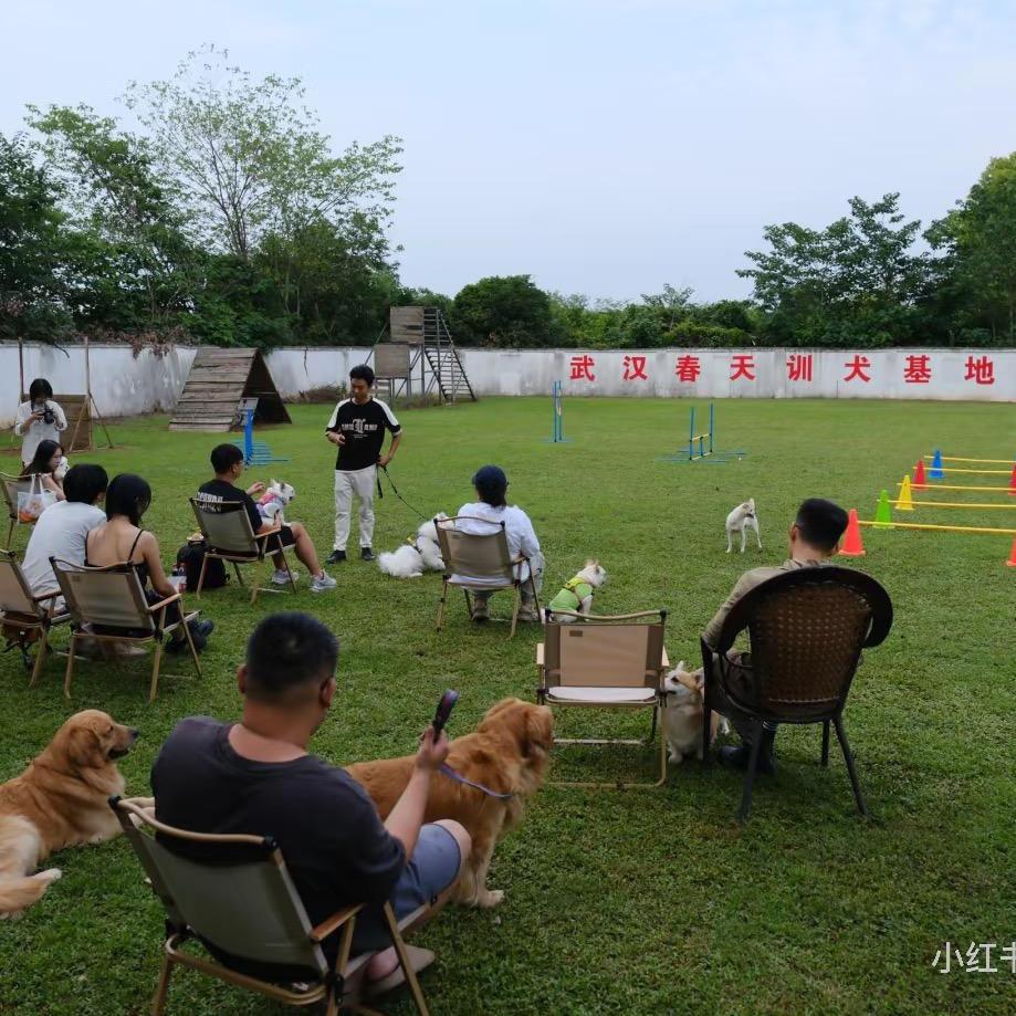 小喜训犬