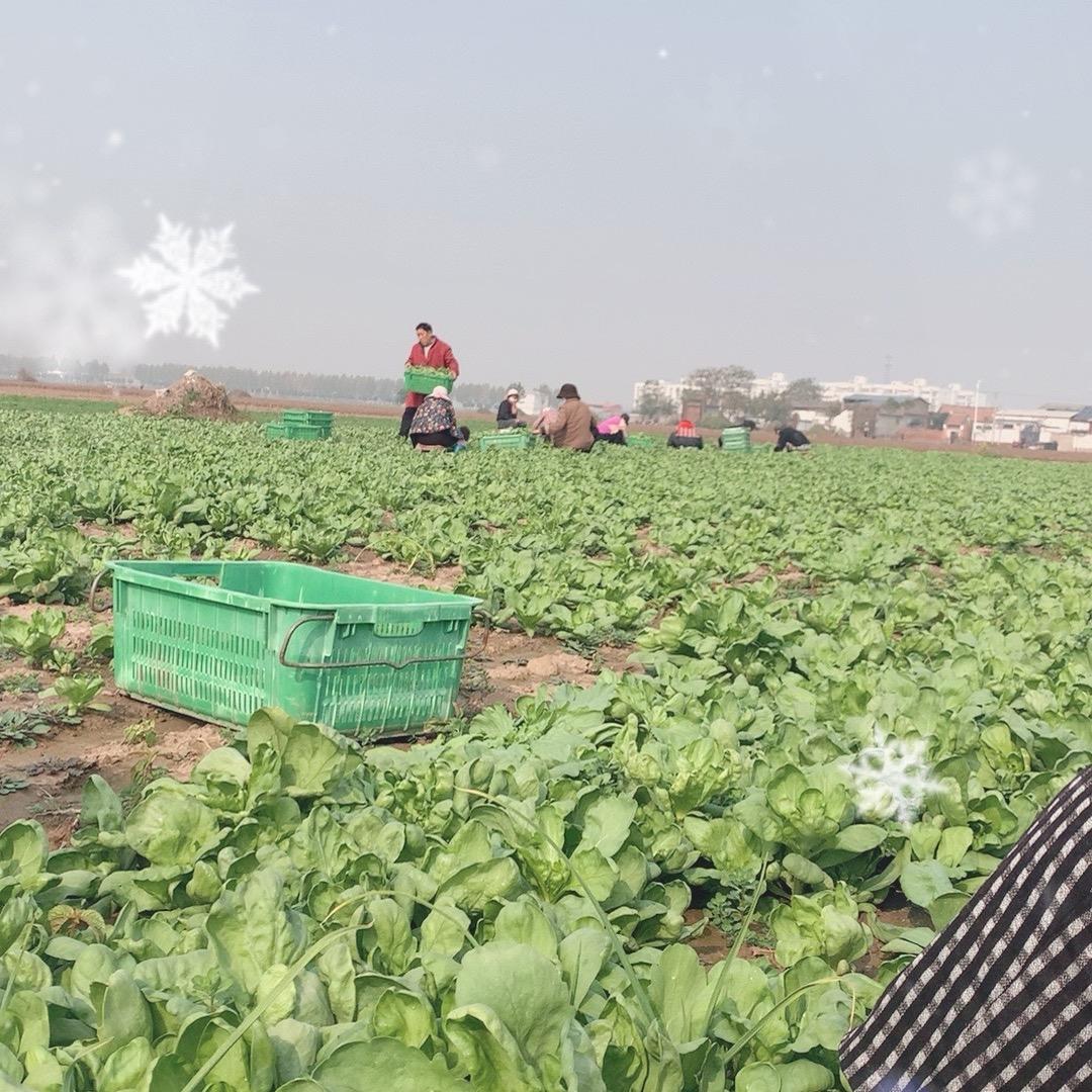 猪猪侠的快乐时光