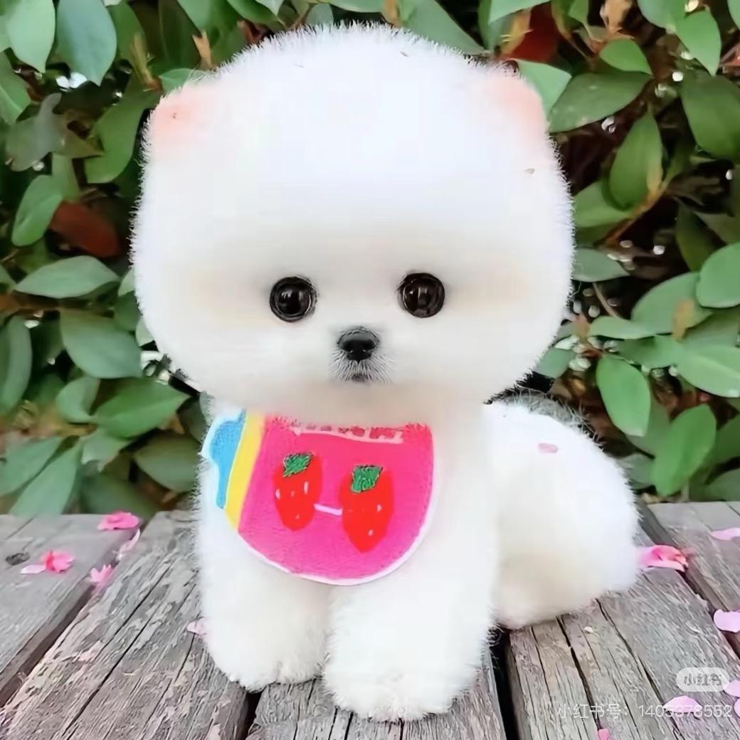 【珠珠】精品博美茶杯犬